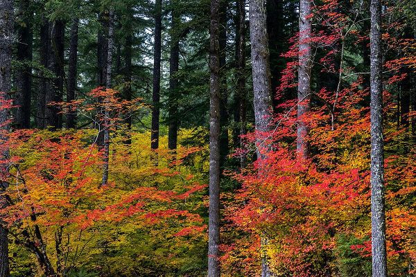 Haney, Chuck 아티스트의 Vine Maple trees in autumn at Silver Falls State Park near Silverton-Oregon-USA작품입니다.